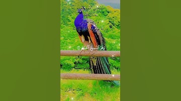 تلاوة خاشعة عطرة مباركة جميلة عذبة للشيخ هيثم الدخين ماتيسر من سورة الأنعام