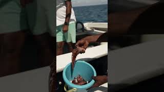 Montego Bay Tours