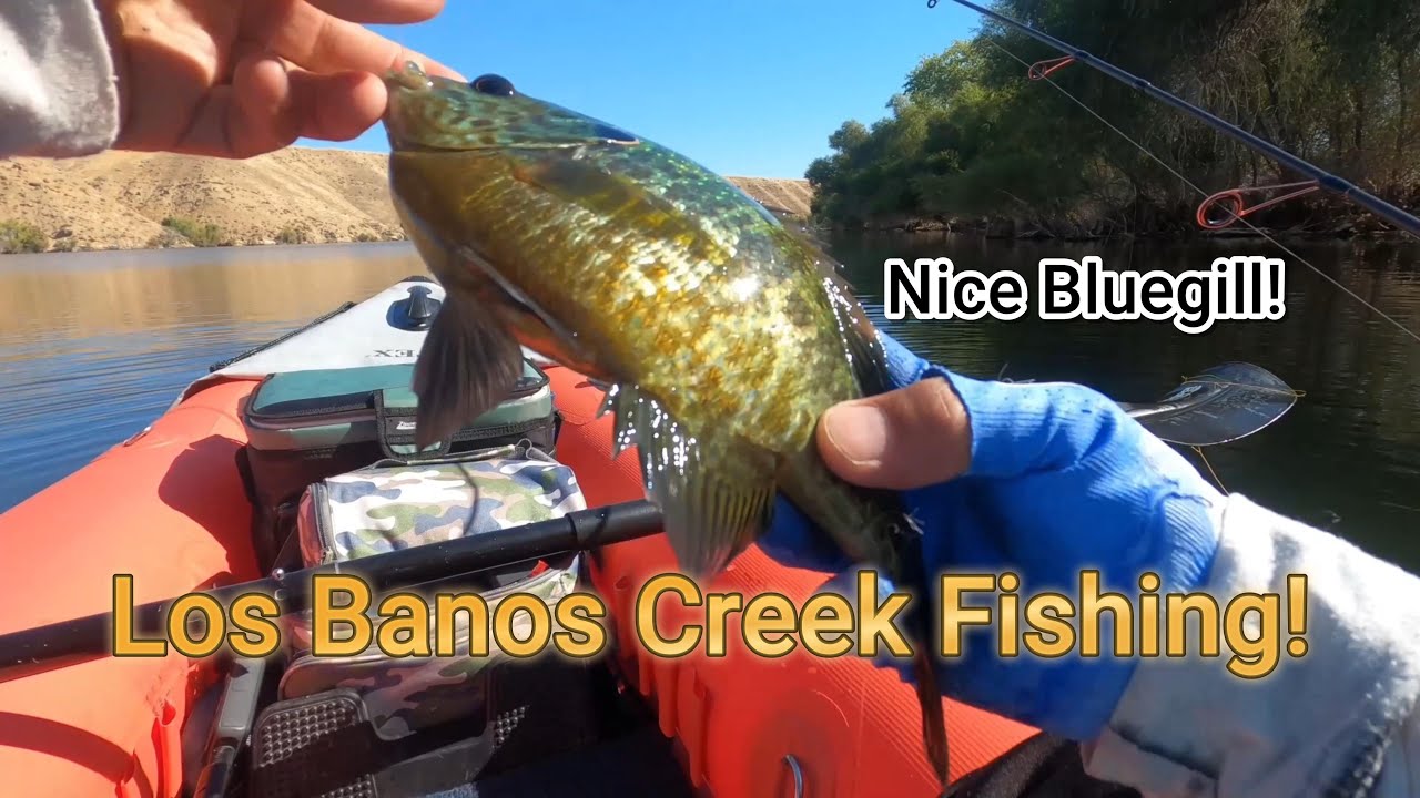 Los Banos Creek Kayak Adventure and Fishing / Palm Size Bluegills