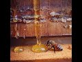 Користь меду. Чим мед корисніший за цукор?