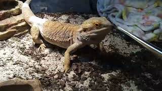 Strawberry is showing off like a rock star! She is eating bugs