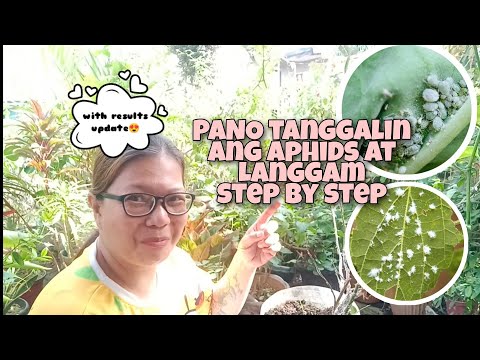 Video: Aphids sa mga rosas - kung paano haharapin ang peste na ito