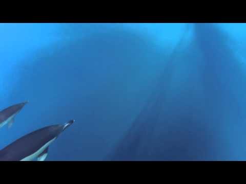 Granada Sailing Dolphins Nerja, La Herradura, Almuñecar, Motril,