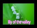 190407　すずらんの花びらの顕微鏡写真　microscope,lily of the valley