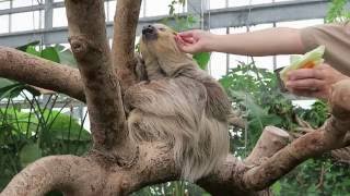 9 Aug 2016 Sloth at Kobe animal kingdom, Kobe, Japan - YouTube