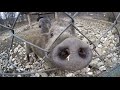 GoPro: Life of Wild Pigs