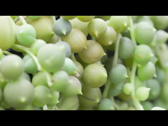 421 [Green Necklace Summer Care] Check here when purchasing in the