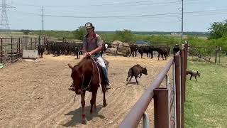6-year-old Ranch Gelding #Boone| Video 1