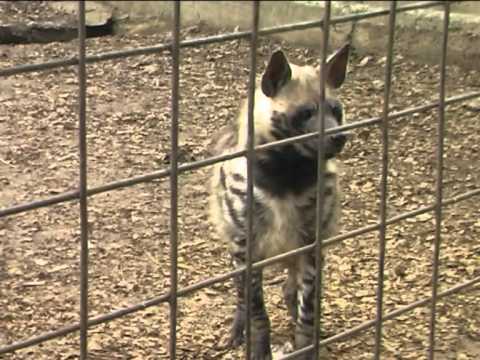 ზოოპარკი