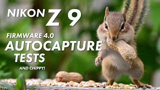 Nikon Z 9 Firmware 4.0 Autocapture test with backyard birds and chippy!