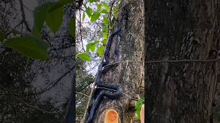 Snakes were going up the pine tree in my yard #nature #wildlife #snakes #fyp