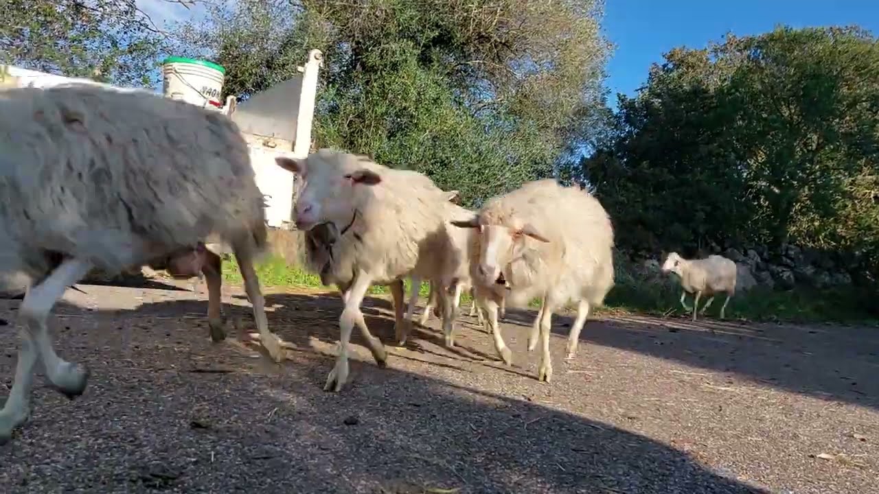 Lo spettacolo dello slalom delle pecore che fanno rientro all'ovile nelle campagne di Aidomaggiore.