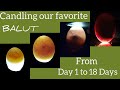 #Candling Balut from Day 1 to 18 Days