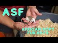 Asfs  how and why i breed asfs for my ball pythons  african soft fur rats