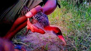 Waktu yang tepat jerat Sintar ladang 90% dapat