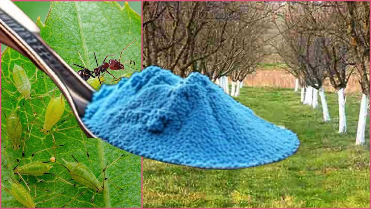 Сделайте это сейчас! Здоровые плодовые деревья без тли и муравьев!