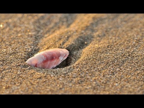 海に寄せて