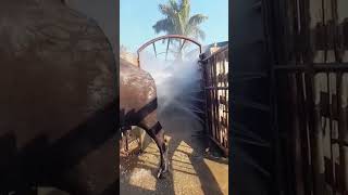 Buffalo Bathing Process- Good Tools And Machinery Can Increase Work Efficiency