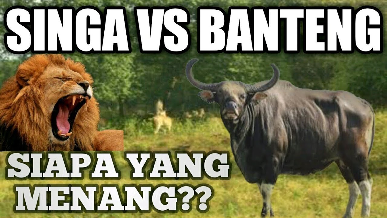Senandung Politik: Ketika Beruang dan Singa Bertemu