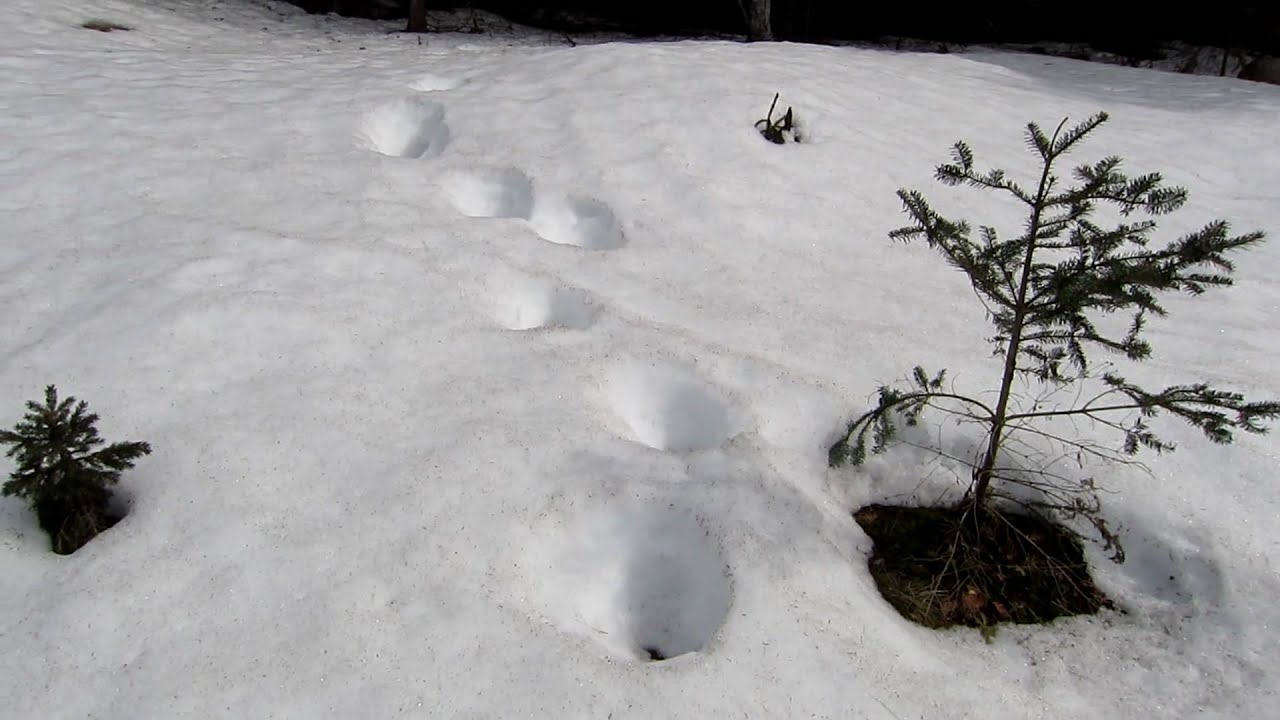 Canon PowerShot Elph 500 HS 1080p Contrast Test