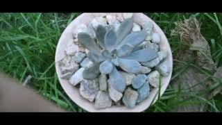 SUCCULENT PROPAGATION IDEAS