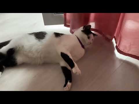 5 день знакомства кошки с котенком. Стадия принятия