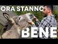 Lavori e nuove semine al Podere