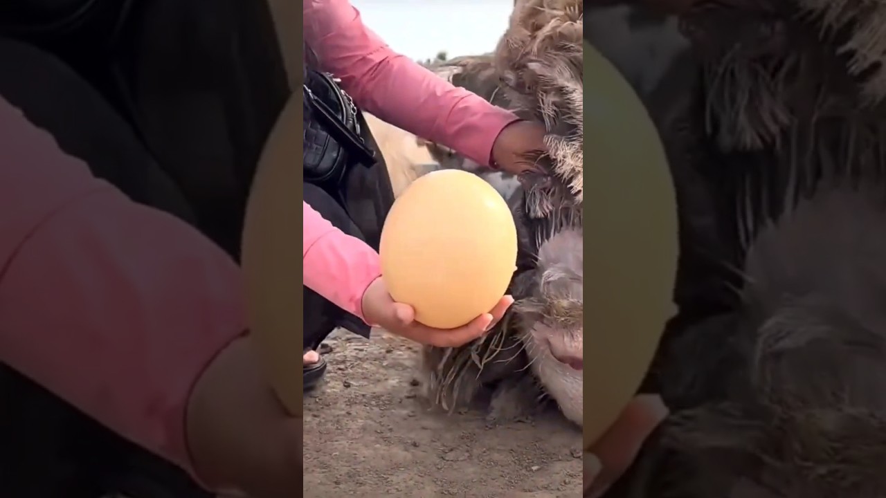 Ostrich Egg🥚: The Largest Biological Cell of Earth 🌍