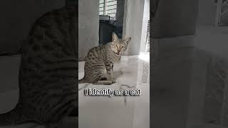 #meowandmore #viral he is my baby Cleao 🐾🤌