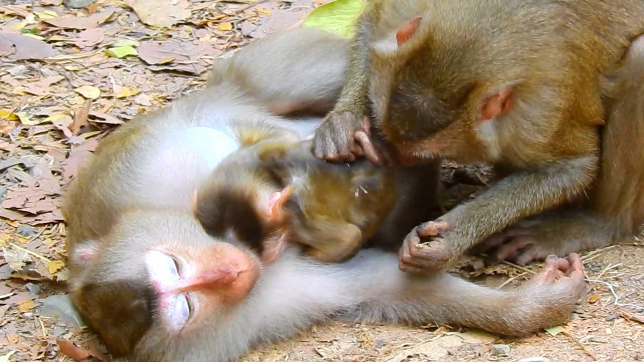 Top Sweet Primate baby monkey, Loyce Lies on the Ground to Comfort Her Baby