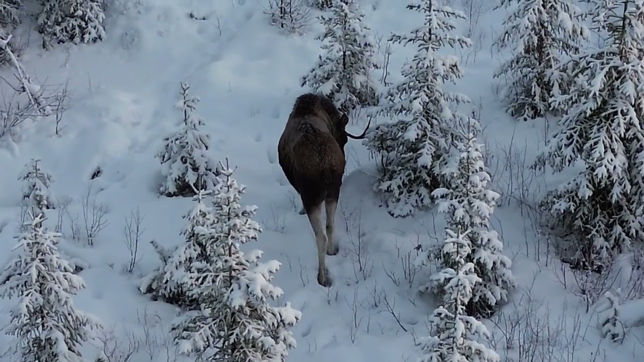 Hirvien elämää Suomen talvessa /  The life of moose in the Finnish winter