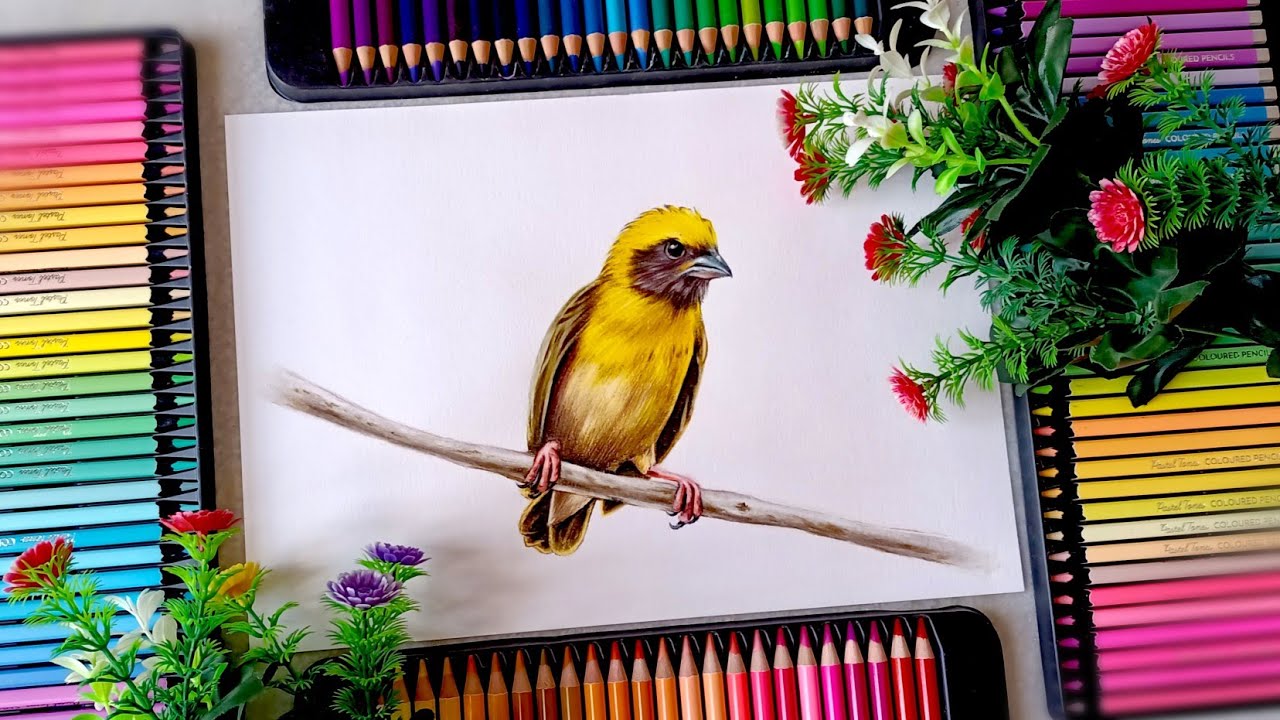 Baya weaver drawing with brustro coloured pencils | How to draw