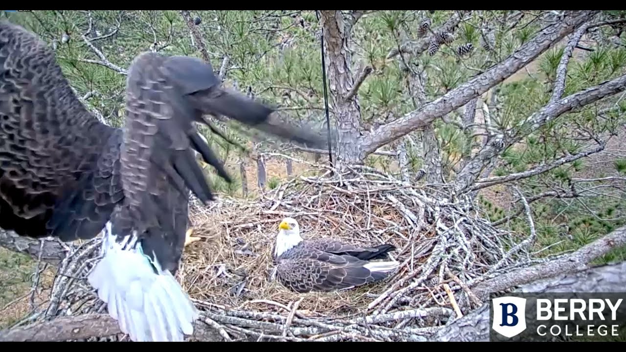 ~BERRY COLLEGE EAGLE NEST - Zmiana w inkubacji 2 jajek 🥚🥚🌹🌹🌹~15/12/2021