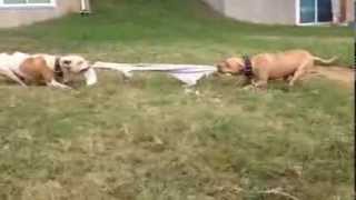 Jeepredboy Vs Alien