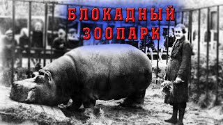 Как Ленинградский зоопарк пережил блокаду
