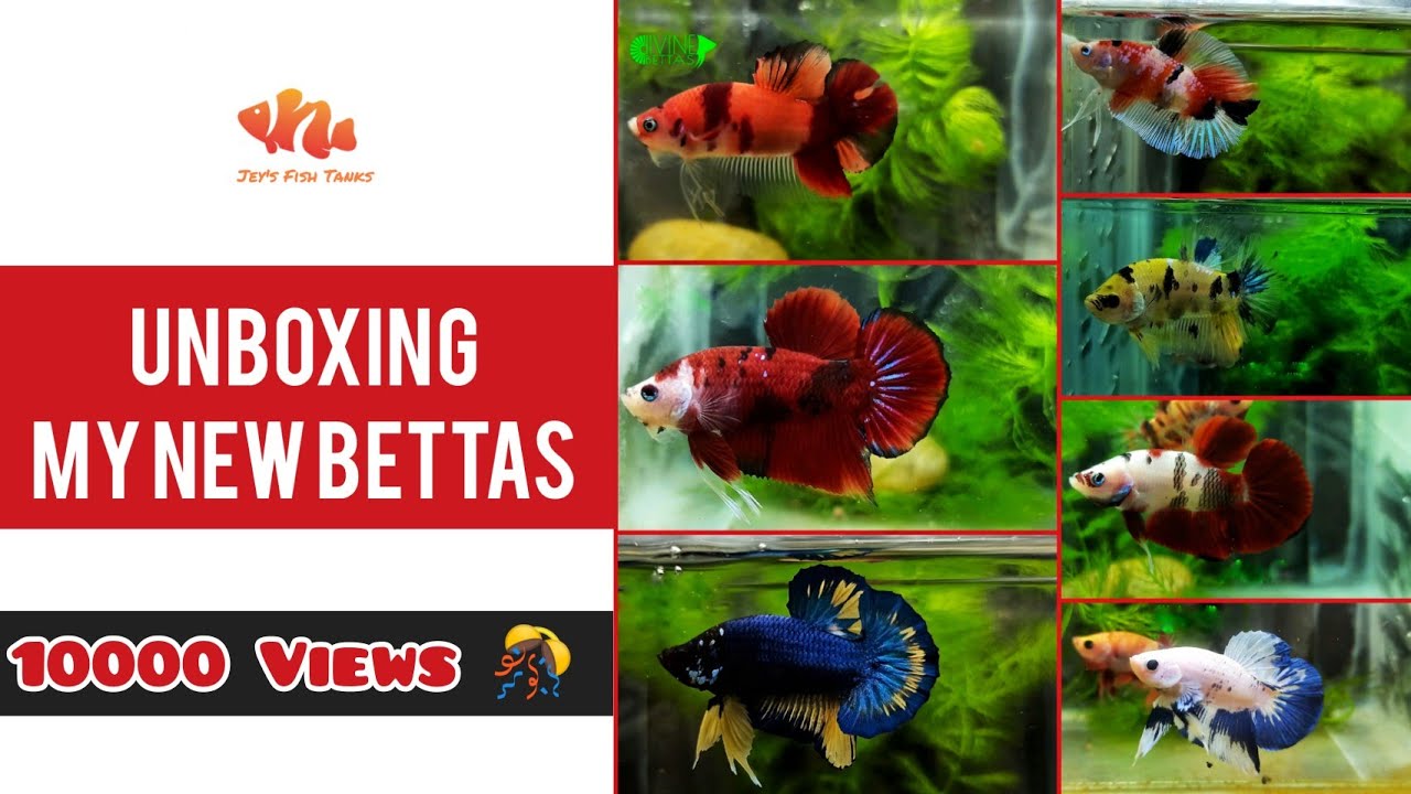 *RARE*  Betta Fish Unboxing - Tamil With Subtitles | Betta Breeding