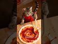 Kitten Chef's Pizza Chaos! 🍕🐱 #shorts