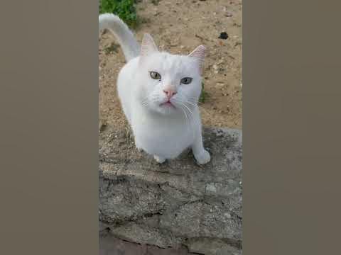 Уличная кошка прыгает 😻 Смешные коты 😹 Stray cat jump 😸 Funny cats 🐈 ...