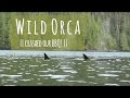 Wild Orca Encounter: When Orcas crashed our BBQ