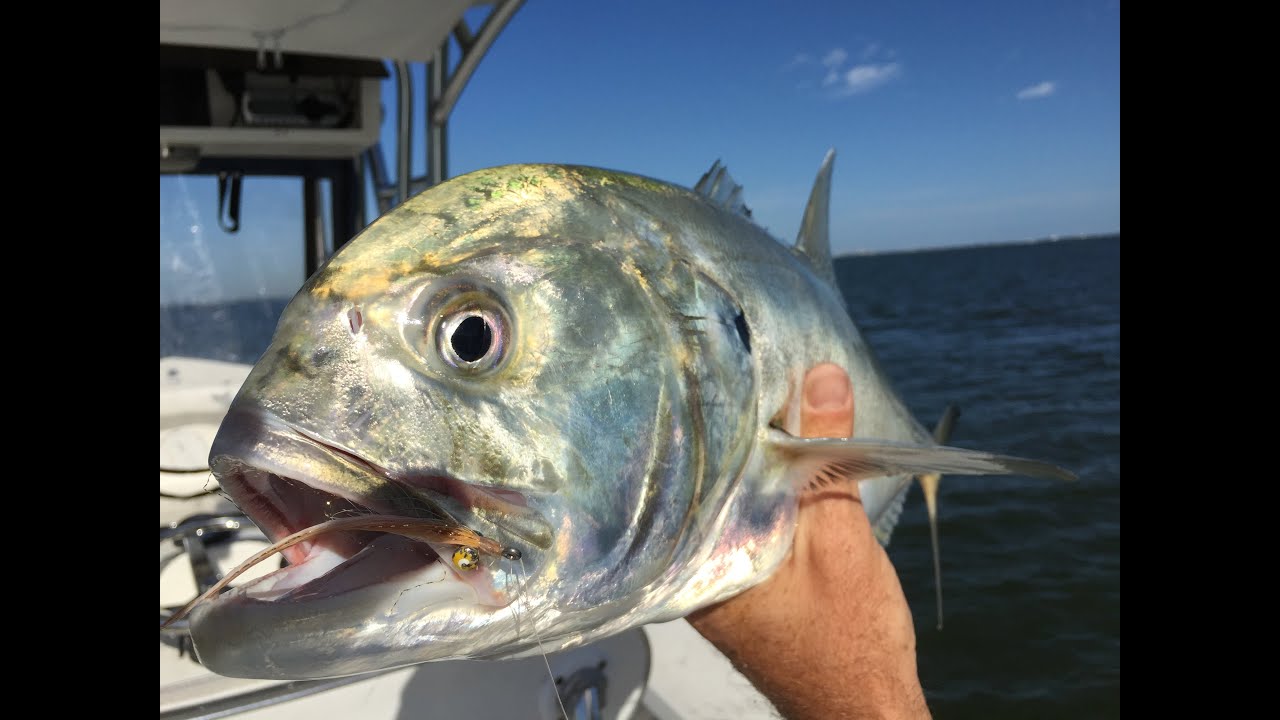 Fly Fishing Jack Crevalle in Tampa 8137583406