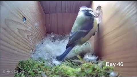 From Empty Nest To First Egg In 3 Minutes. Time Lapse