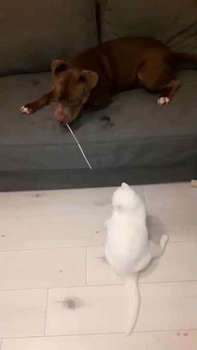 Play with me 🐾