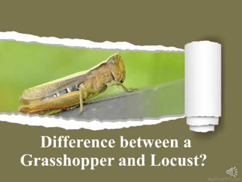 Different between Grasshopper and Locust .