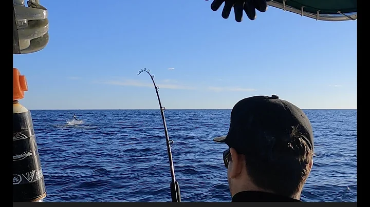 Striped Marlin in Baja (MULTIPLE RELEASES)