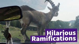 Stubborn Ram Refuses to Get Off Car