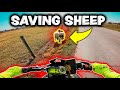 SAVING Sheep with a Motorcycle *MUST WATCH*