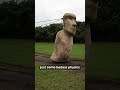 The Moai Mystery is SOLVED! You Won’t Believe How They Moved These Statues