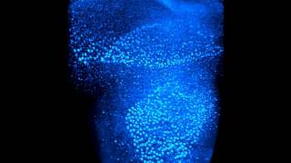 TdTomato Mouse Brain Cerebellum Cleared With Visikol HISTO TdTomato Mouse Brain Cerebellum Cleared With Visikol HISTO