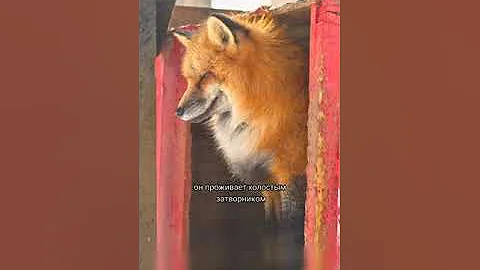 Лисы затворники
