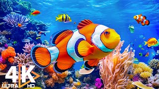 Aquarium 4K VIDEO (ULTRA HD)  Beautiful Coral Reef Fish  Colorful Marine Life & Peaceful Music #20